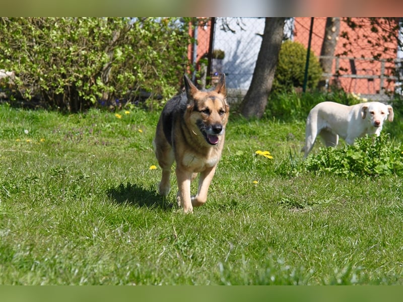 Murphy - Liebevoller und loyaler Weggefährte