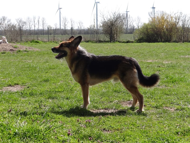 Murphy - Liebevoller und loyaler Weggefährte