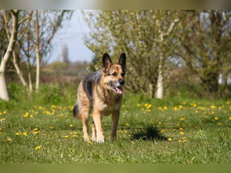Murphy - Liebevoller und loyaler Weggefährte
