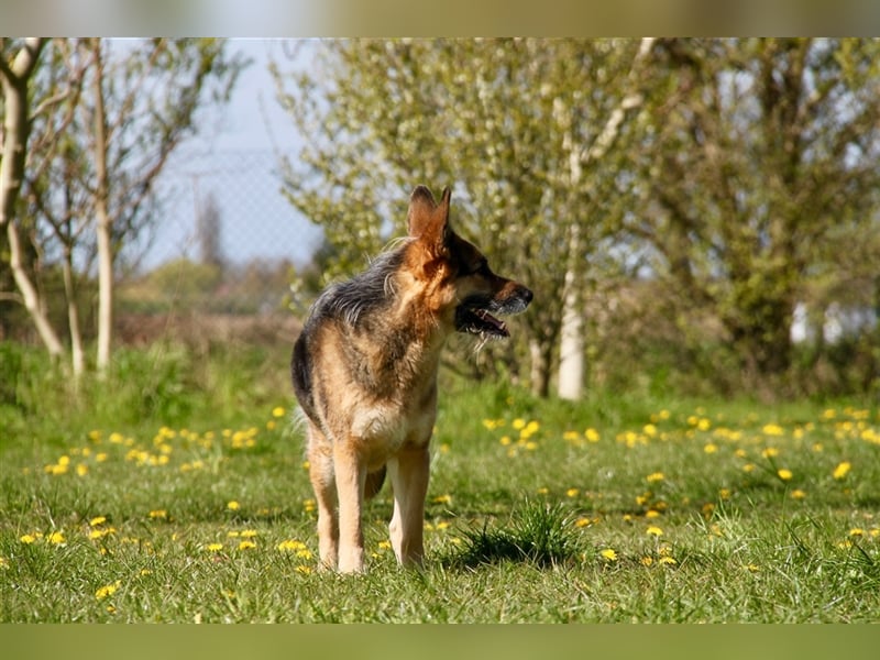 Murphy - Liebevoller und loyaler Weggefährte