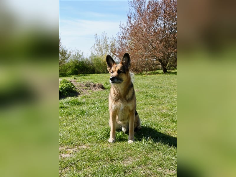 Murphy - Liebevoller und loyaler Weggefährte