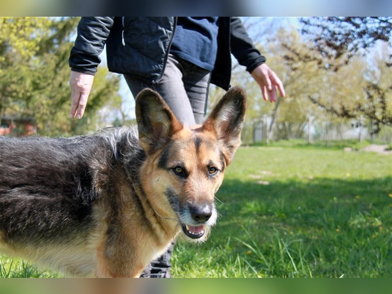 Murphy - Liebevoller und loyaler Weggefährte