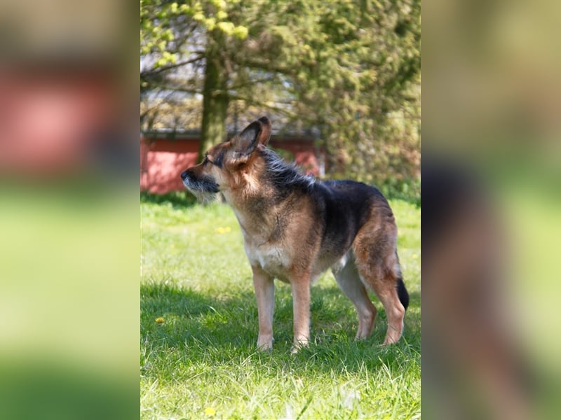 Murphy - Liebevoller und loyaler Weggefährte