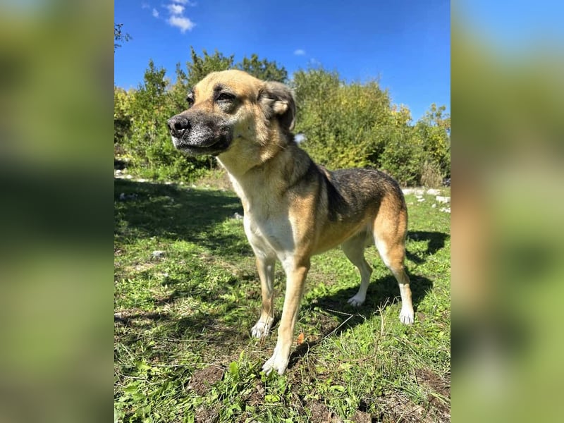 Schäferhund Mischling Roxy