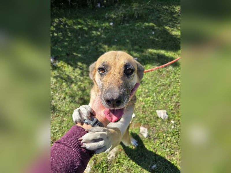Schäferhund Mischling Roxy
