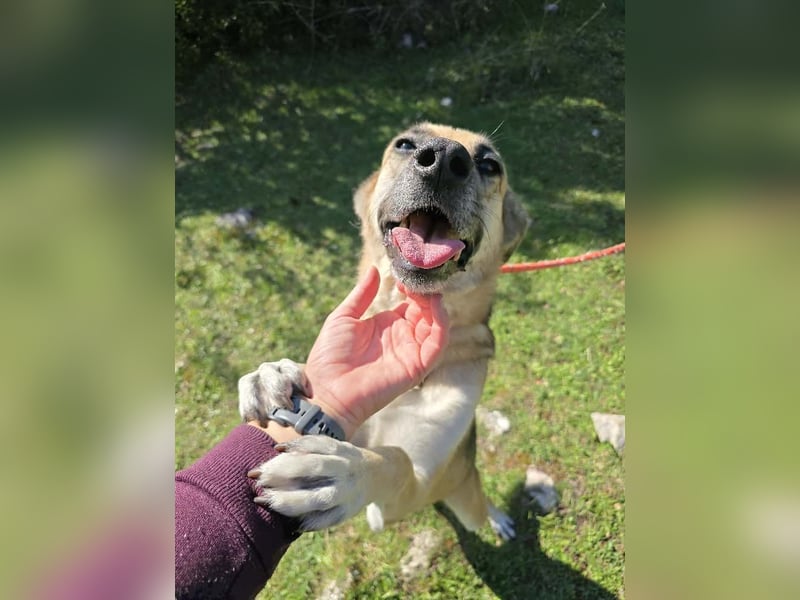 Schäferhund Mischling Roxy