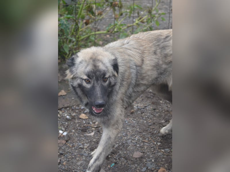 BANDIT - hübscher Bub sucht ein Zuhause