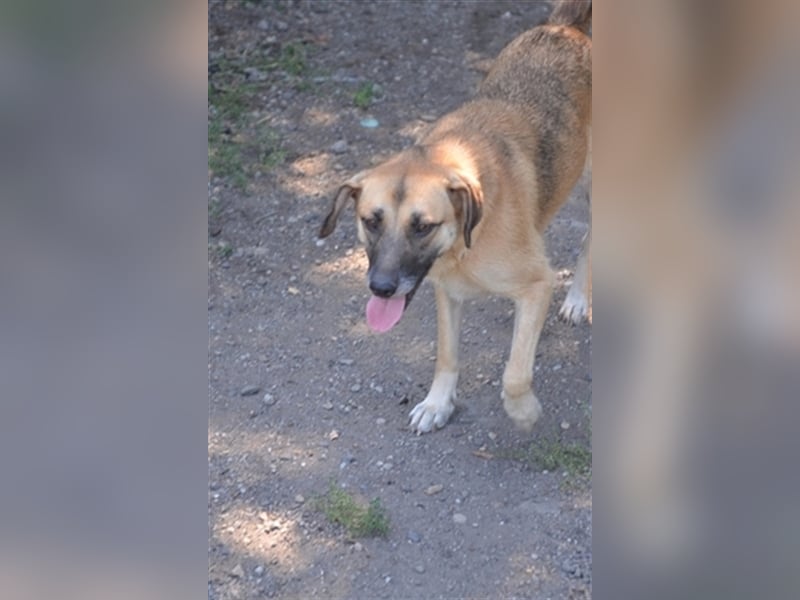 JENNY sucht ein Körbchen auf Lebenszeit