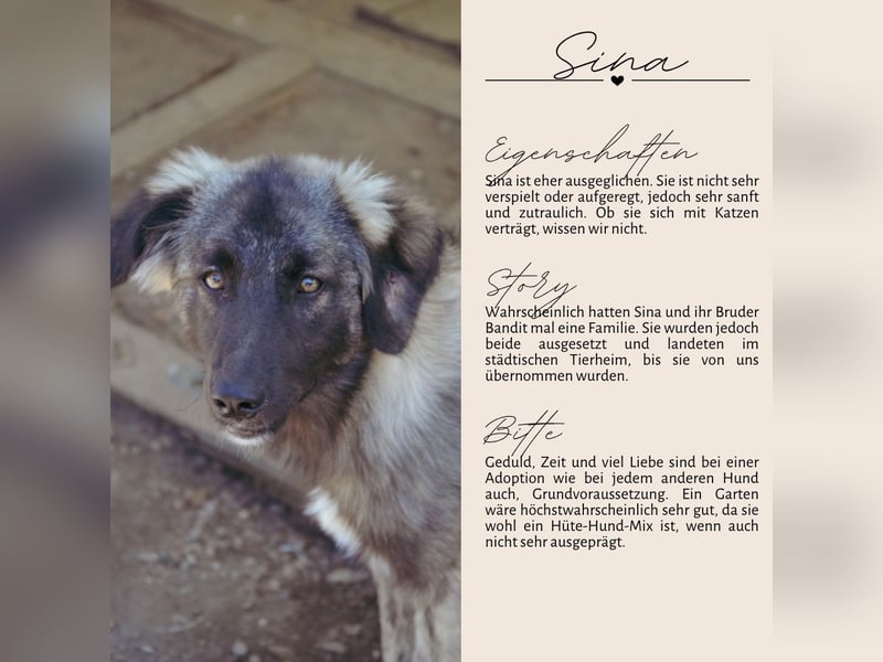 SINA - Kuschelhund sucht Familie