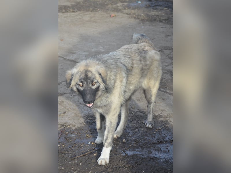 BANDIT - hübscher Bub sucht ein Zuhause