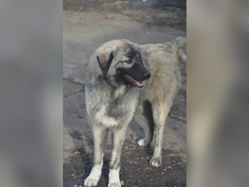 BANDIT - hübscher Bub sucht ein Zuhause