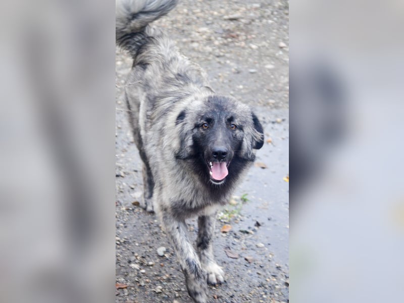 SINA - Kuschelhund sucht Familie