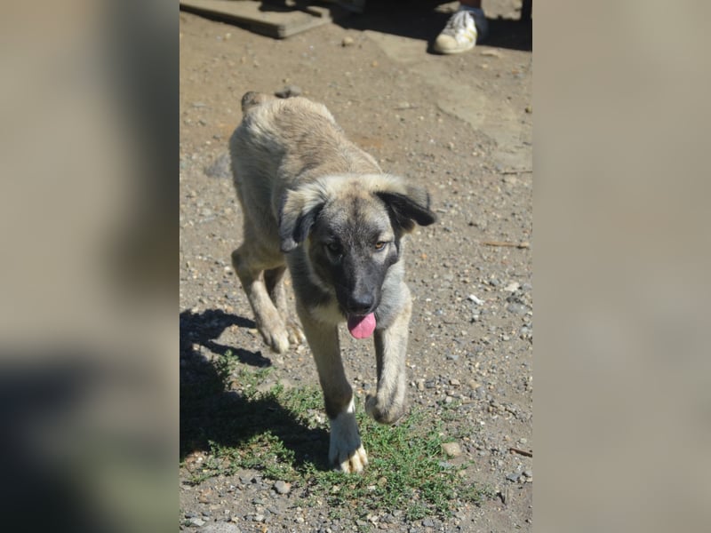 BANDIT - hübscher Bub sucht ein Zuhause