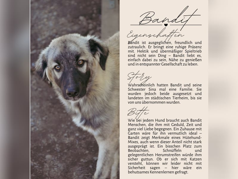 BANDIT - hübscher Bub sucht ein Zuhause