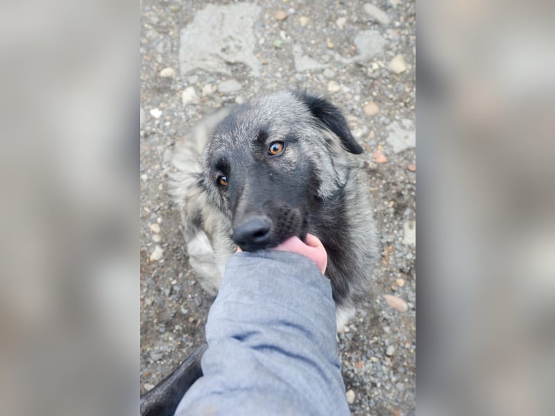 SINA - Kuschelhund sucht Familie