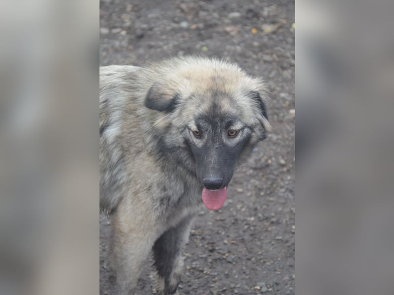 BANDIT - hübscher Bub sucht ein Zuhause