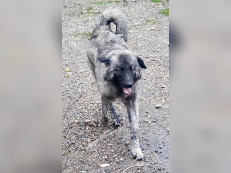 SINA - Kuschelhund sucht Familie