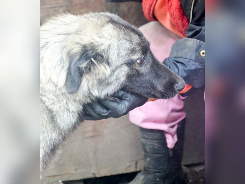 SINA - Kuschelhund sucht Familie