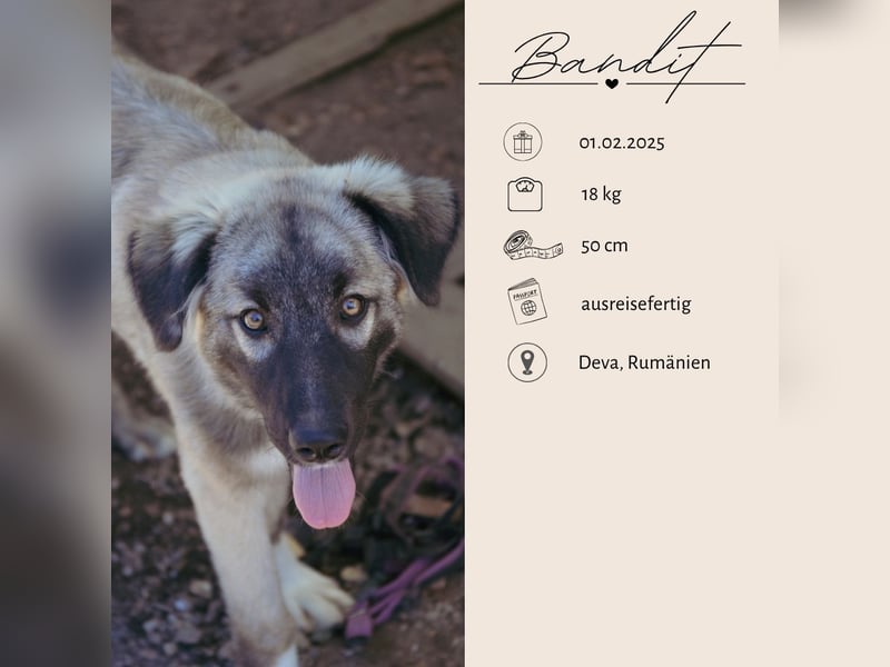 BANDIT - hübscher Bub sucht ein Zuhause