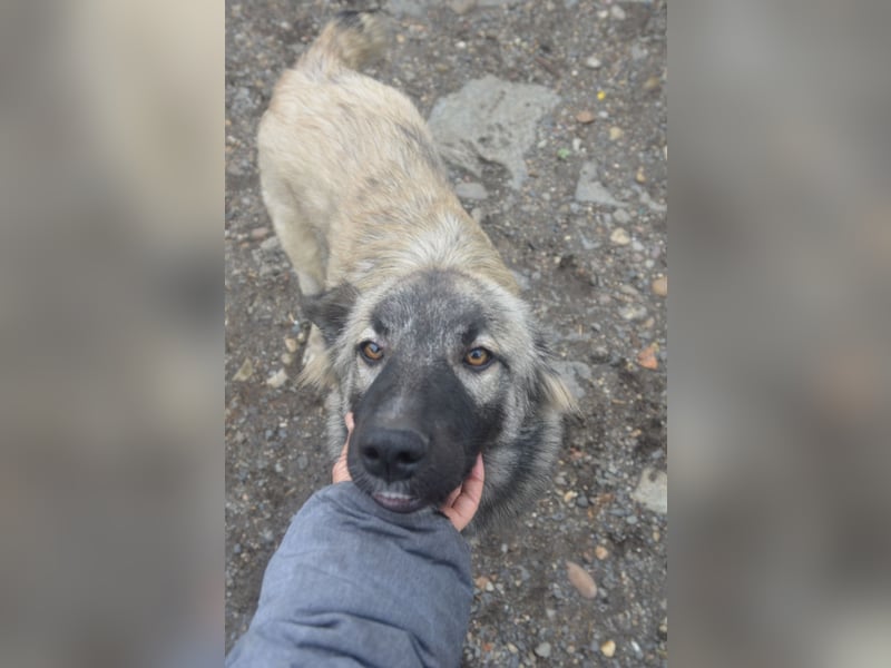 BANDIT - hübscher Bub sucht ein Zuhause