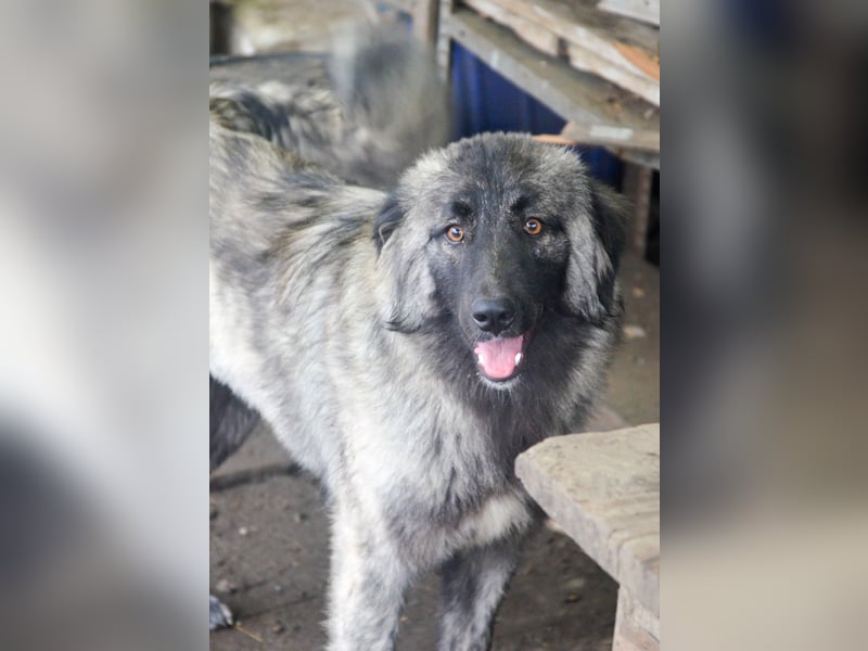 SINA - Kuschelhund sucht Familie