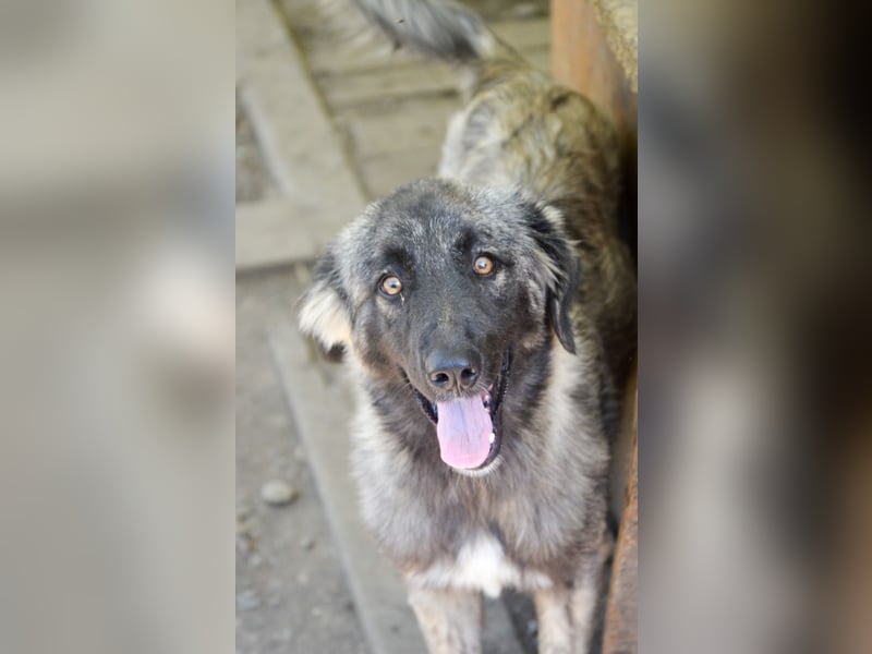 SINA - Kuschelhund sucht Familie