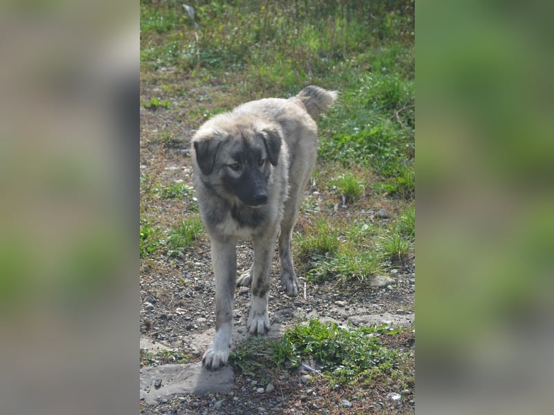 BANDIT - hübscher Bub sucht ein Zuhause