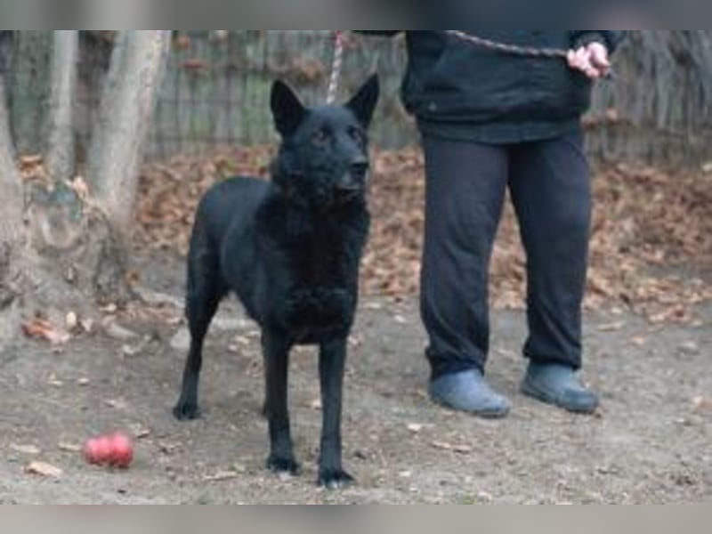 Elvis ist ein Rohdiamant und hat endlich sein eigenes Körbchen verdient