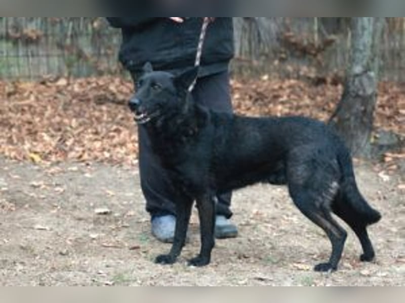 Elvis ist ein Rohdiamant und hat endlich sein eigenes Körbchen verdient