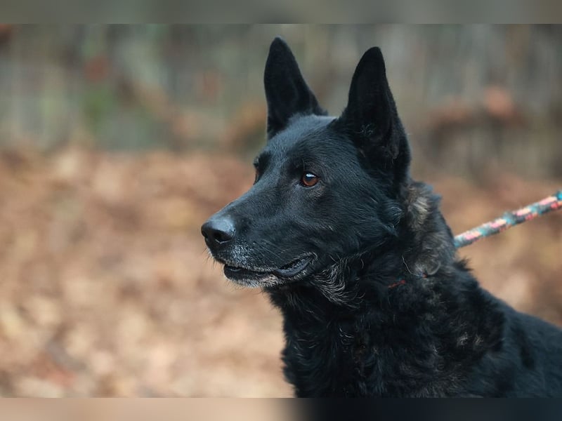 Elvis ist ein Rohdiamant und hat endlich sein eigenes Körbchen verdient