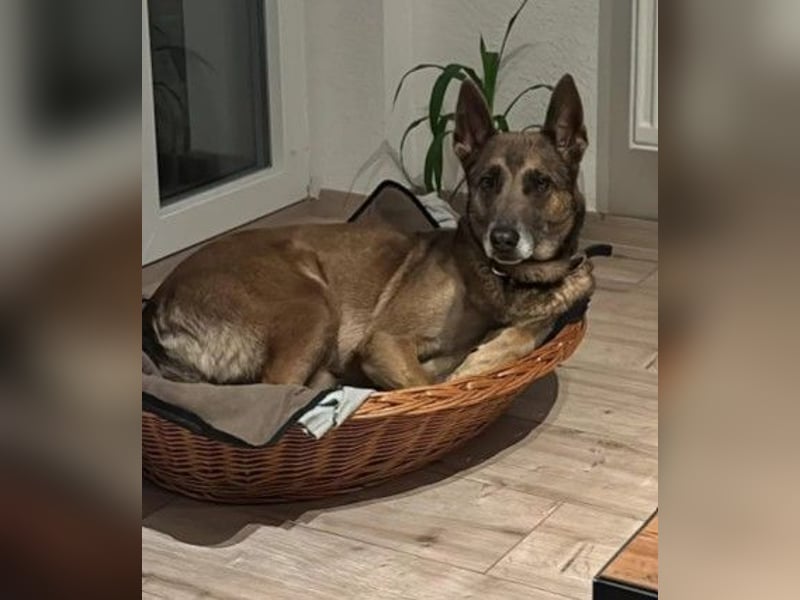 KARLA - aktive, lernwillige Hündin sucht dringend neues Zuhause