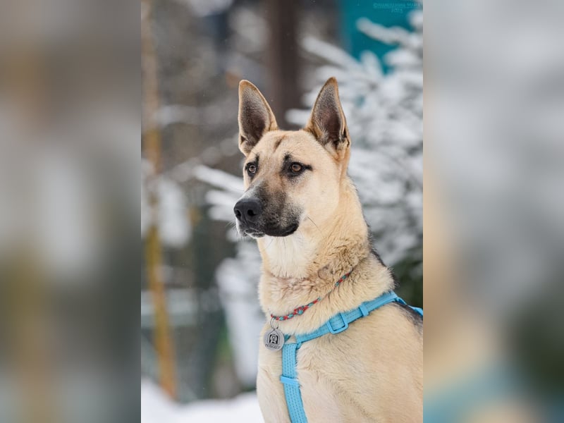 Liebevoller Cäsar sucht sein Zuhause