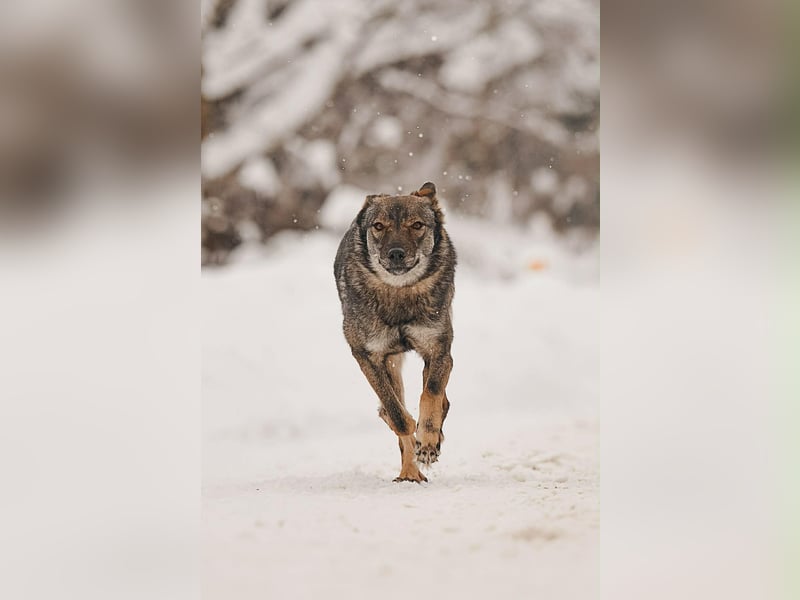 Wunderbare Leyla sucht ihre Familie