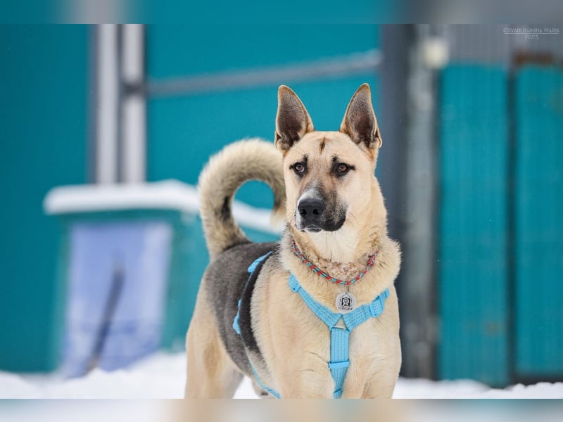 Kluger Cäser sucht seine Menschen