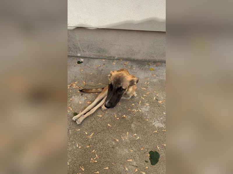 Dara - Eine kleine Kämpferin sucht ihre Menschen / Handicap