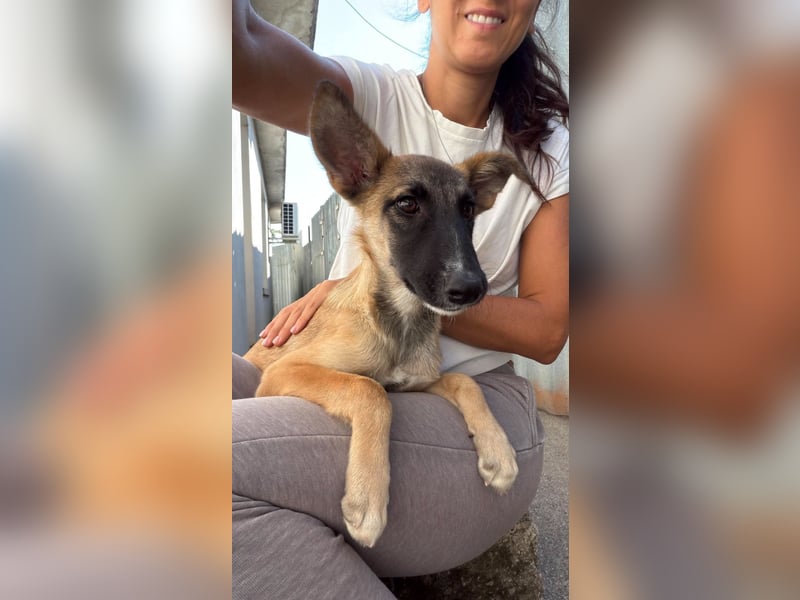 Dara - Eine kleine Kämpferin sucht ihre Menschen / Handicap