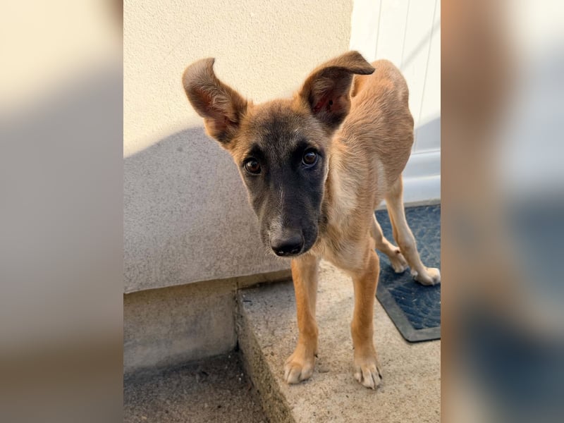 Dara - Eine kleine Kämpferin sucht ihre Menschen / Handicap