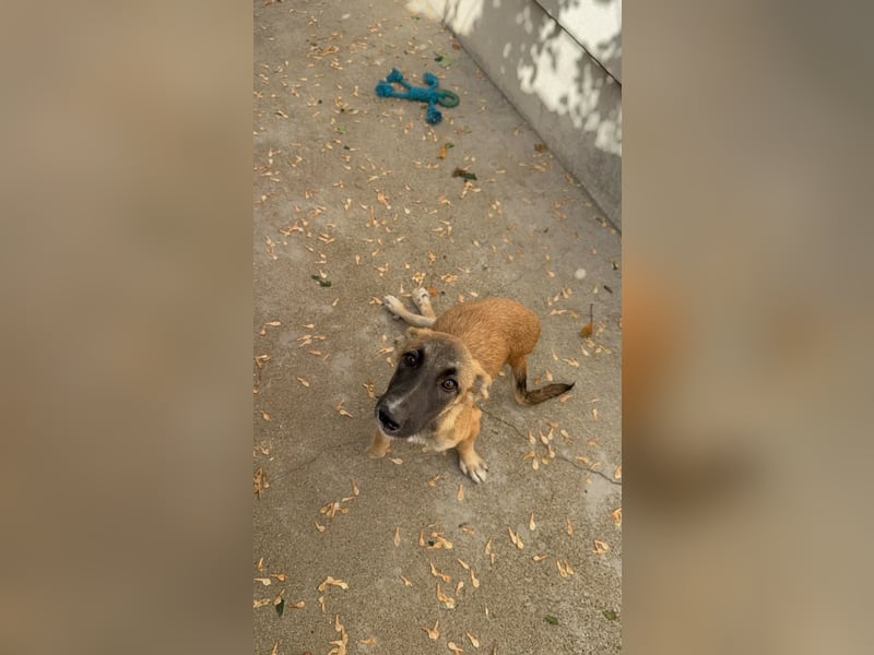 Dara - Eine kleine Kämpferin sucht ihre Menschen / Handicap