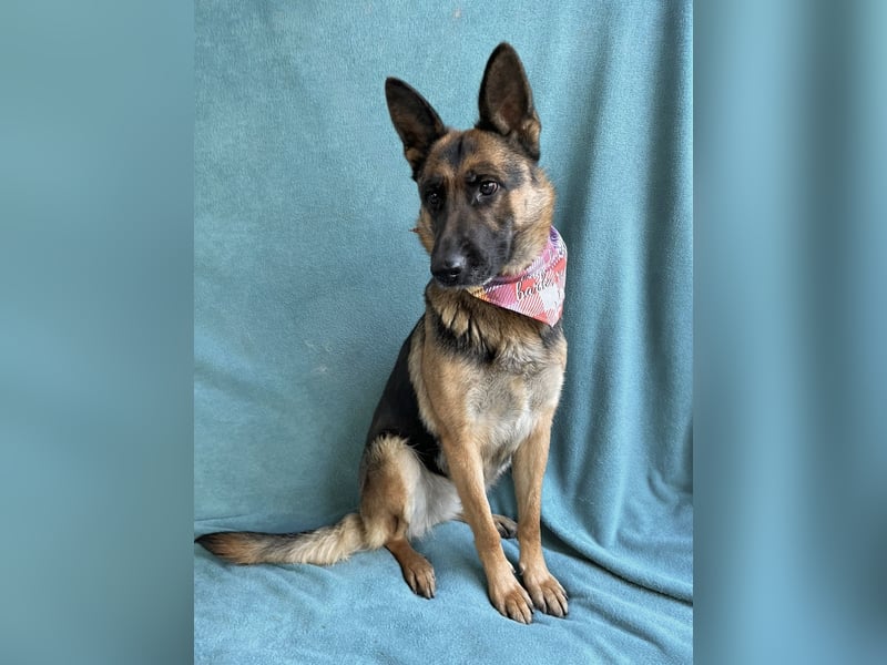 NYSA - Wunderschöne Schäferhündin, sozial mit Hunden und Katzen!