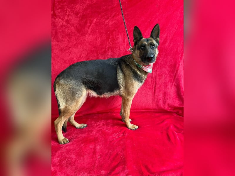 NYSA - Wunderschöne Schäferhündin, sozial mit Hunden und Katzen!