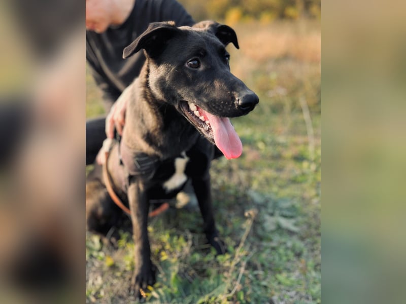 ASH - Rundum verträgliche Hündin sucht aktive Partner fürs Leben ASH - Rundum verträgliche Hündin sucht aktive Partner fürs Leben