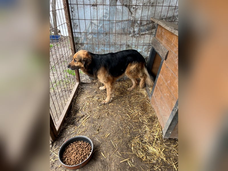 HEKTOR - Sensibler Deutscher Schäferhund-Mix, der im Tierheim immer ängstlicher wird