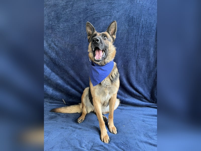 NYSA - Wunderschöne Schäferhündin, sozial mit Hunden und Katzen!