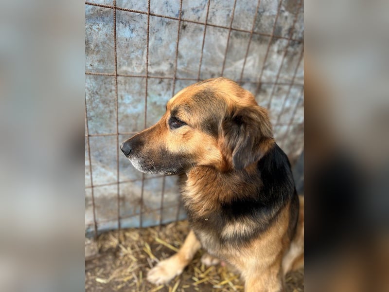 HEKTOR - Sensibler Deutscher Schäferhund-Mix, der im Tierheim immer ängstlicher wird