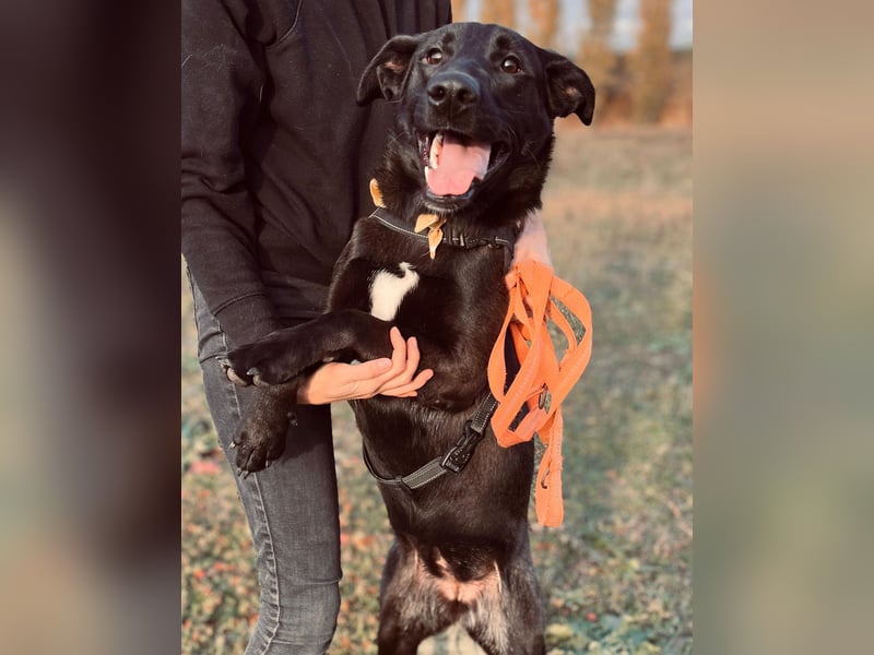 ASH - Rundum verträgliche Hündin sucht aktive Partner fürs Leben ASH - Rundum verträgliche Hündin sucht aktive Partner fürs Leben