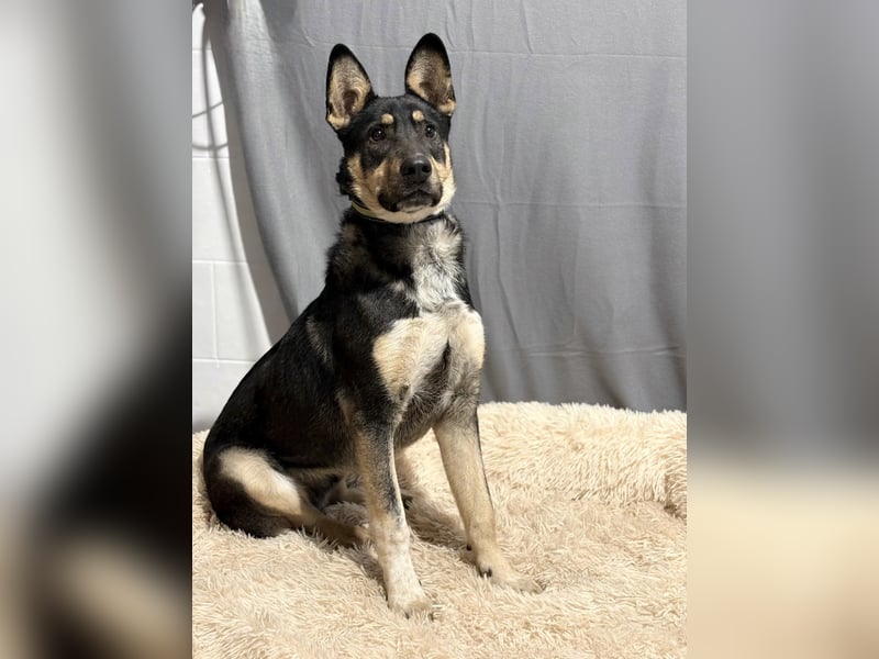 KADIR - Sportlicher, lebensfroher Schäferhund Mischling sucht aktive Menschen