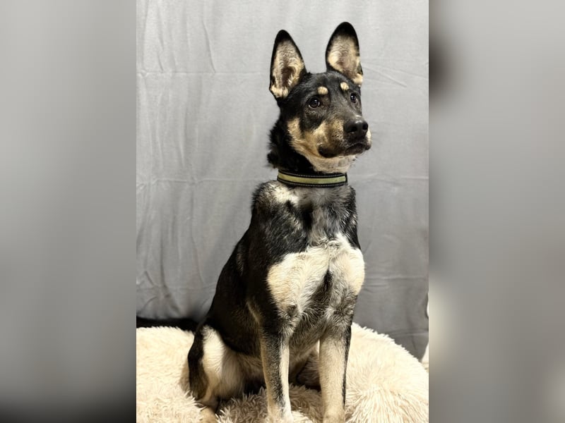 KADIR - Sportlicher, lebensfroher Schäferhund Mischling sucht aktive Menschen