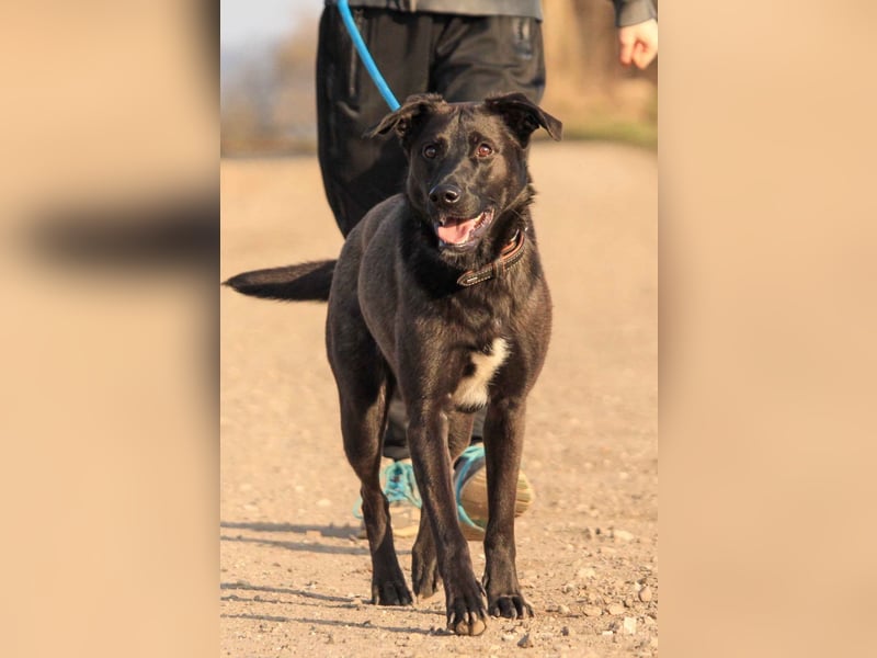 ASH - Rundum verträgliche Hündin sucht aktive Partner fürs Leben ASH - Rundum verträgliche Hündin sucht aktive Partner fürs Leben