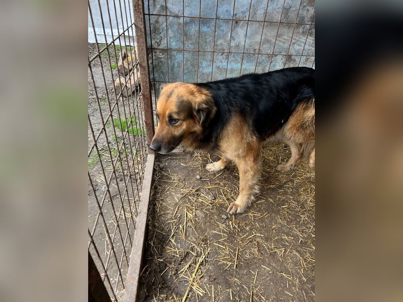 HEKTOR - Sensibler Deutscher Schäferhund-Mix, der im Tierheim immer ängstlicher wird