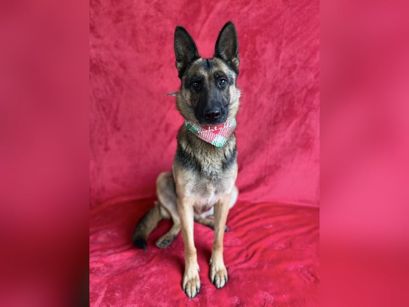 NYSA - Wunderschöne Schäferhündin, sozial mit Hunden und Katzen!